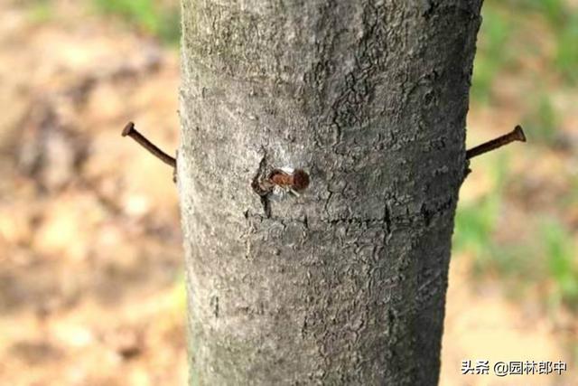 苗木移植之后，先搭支撑好，还是先浇水好？