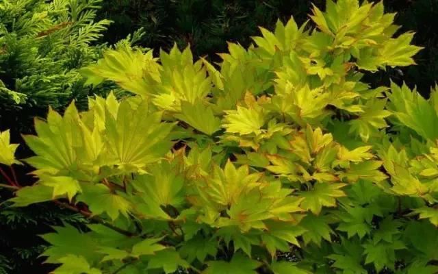 12种彩叶乔木特征及园林用途 12种彩叶乔木特征及园林用途