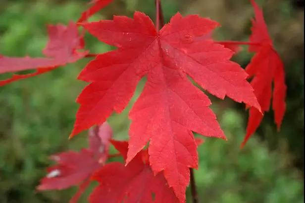 12种彩叶乔木特征及园林用途 12种彩叶乔木特征及园林用途