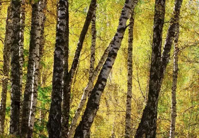 12种彩叶乔木特征及园林用途 12种彩叶乔木特征及园林用途