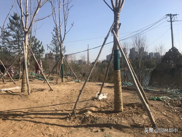 苗木移植之后，先搭支撑好，还是先浇水好？