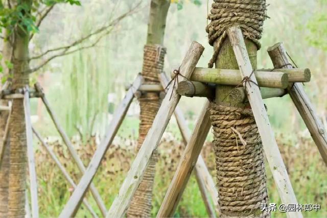 苗木移植之后，先搭支撑好，还是先浇水好？
