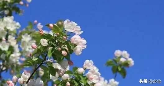 未来苗木发展的三大方向预测 未来苗木发展的三大方向预测