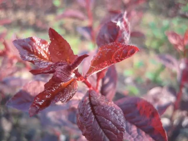 12种彩叶乔木特征及园林用途 12种彩叶乔木特征及园林用途