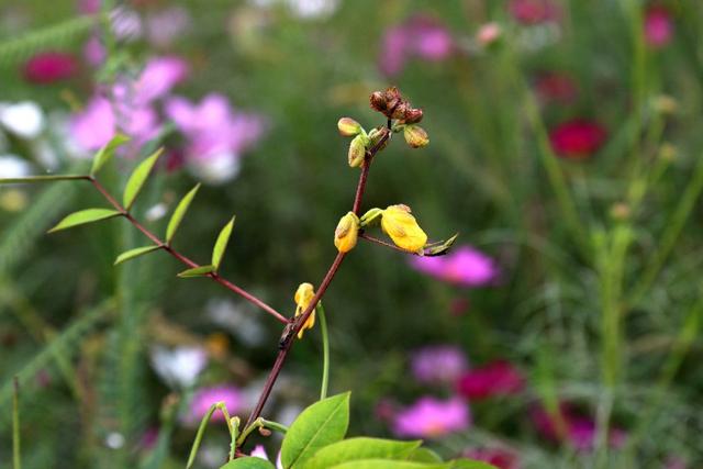 植物图鉴：望江南