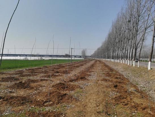 人勤春来早 绿化建设忙