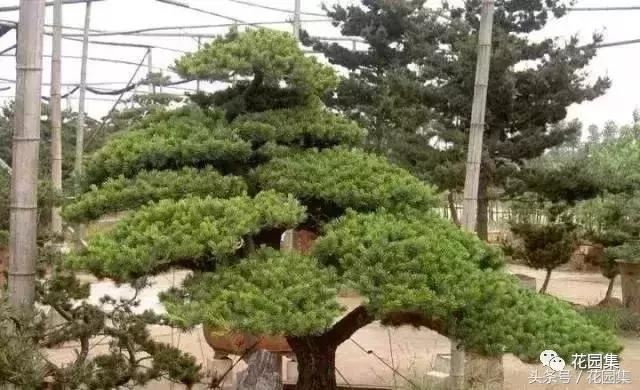 庭院设计中常用的绿化景观树 庭院设计中常用的绿化景观树