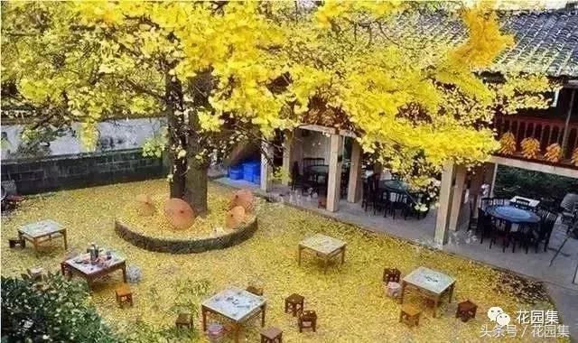 庭院设计中常用的绿化景观树 庭院设计中常用的绿化景观树