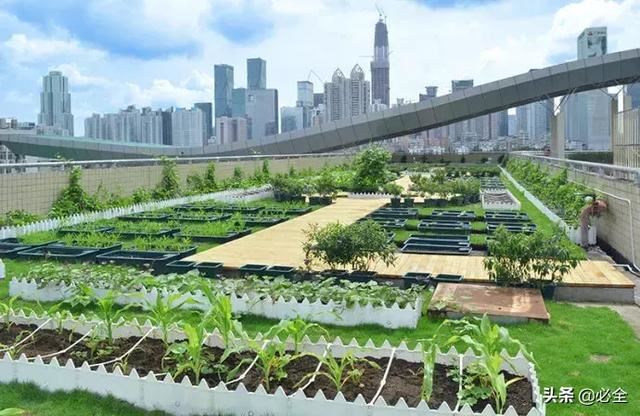 建筑屋顶绿化已经是刻不容缓!苗木人值得一看 建筑屋顶绿化已经是刻不容缓!苗木人值得一看