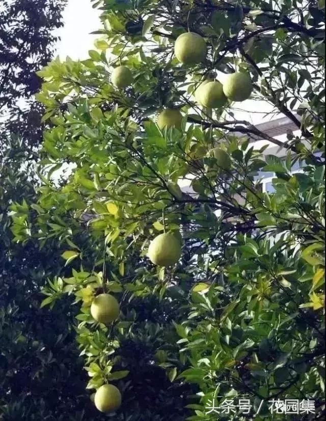 庭院设计中常用的绿化景观树 庭院设计中常用的绿化景观树