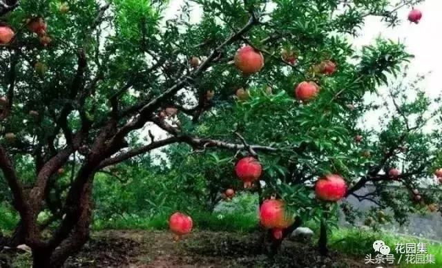 庭院设计中常用的绿化景观树 庭院设计中常用的绿化景观树