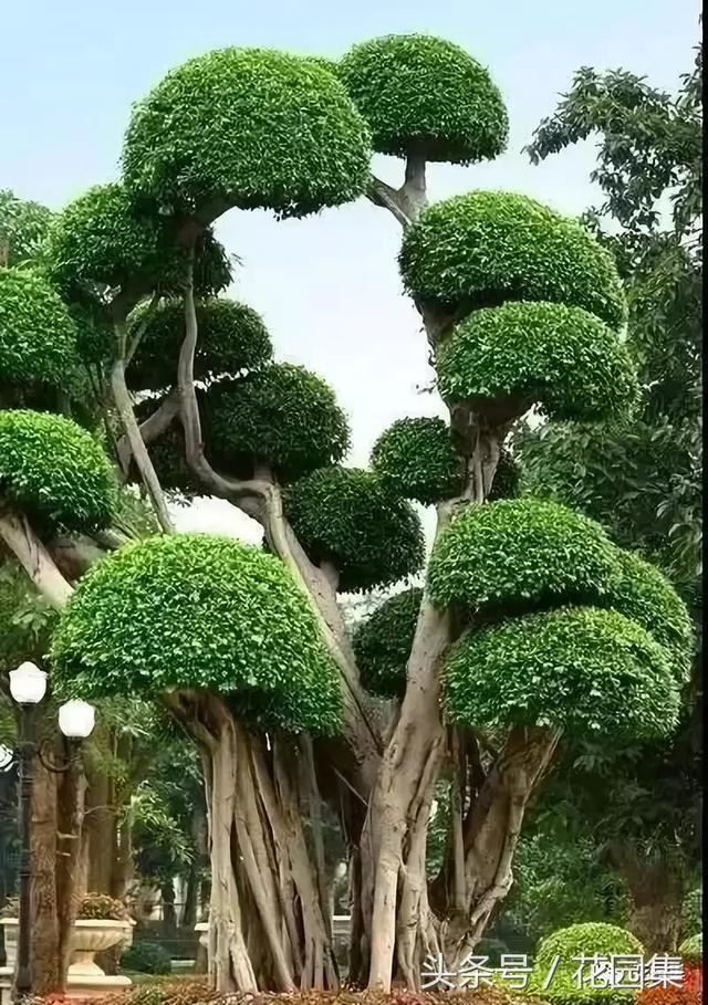 庭院设计中常用的绿化景观树 庭院设计中常用的绿化景观树