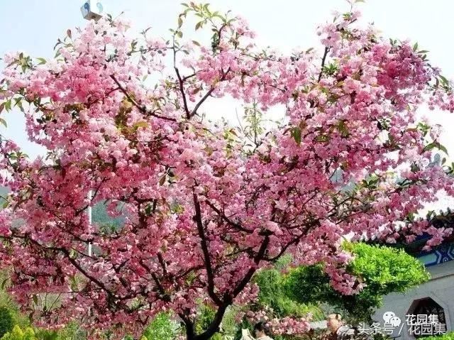 庭院设计中常用的绿化景观树 庭院设计中常用的绿化景观树