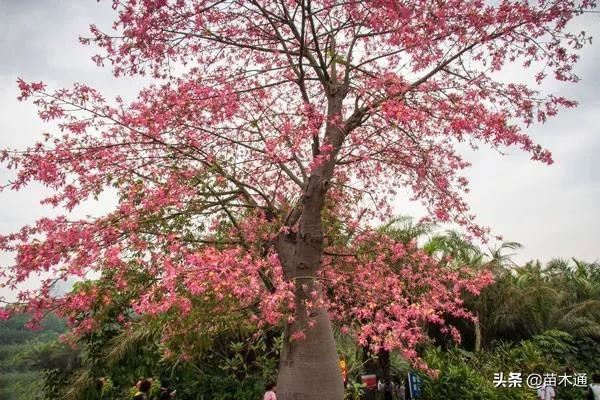 这些漂亮的绿化树种,哪一种最被看好? 这些漂亮的绿化树种,哪一种最被看好?