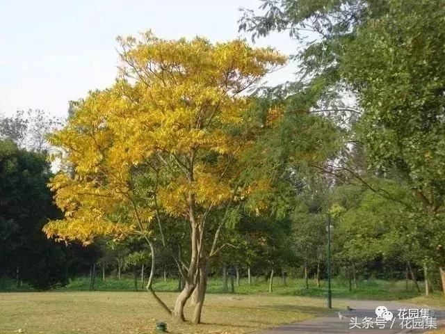 庭院设计中常用的绿化景观树 庭院设计中常用的绿化景观树