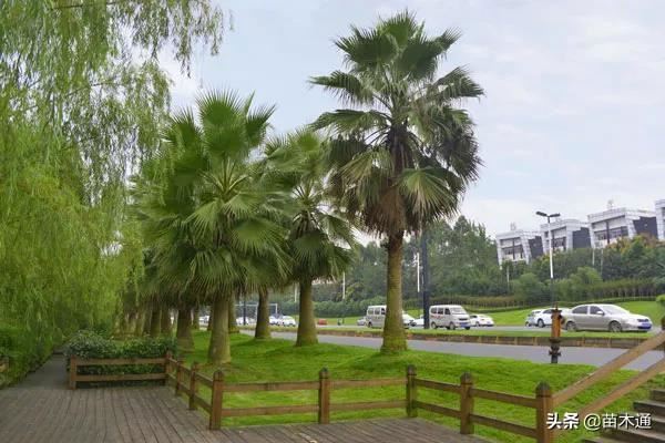 这些漂亮的绿化树种,哪一种最被看好? 这些漂亮的绿化树种,哪一种最被看好?