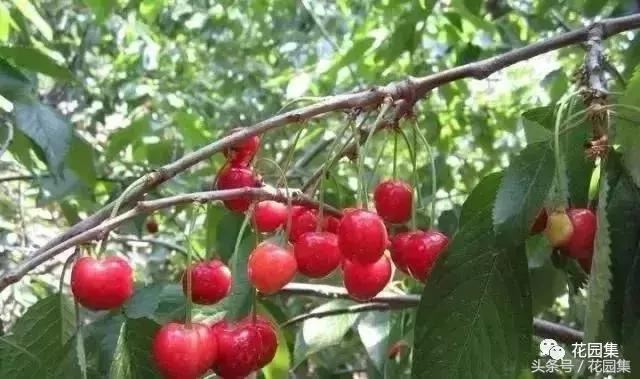 庭院设计中常用的绿化景观树 庭院设计中常用的绿化景观树