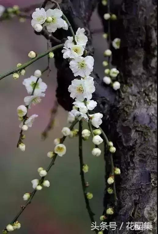 庭院设计中常用的绿化景观树 庭院设计中常用的绿化景观树