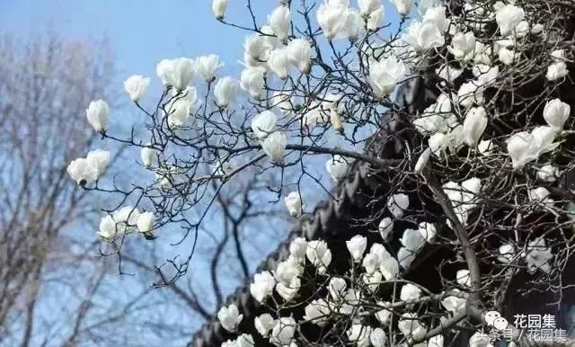 庭院设计中常用的绿化景观树 庭院设计中常用的绿化景观树