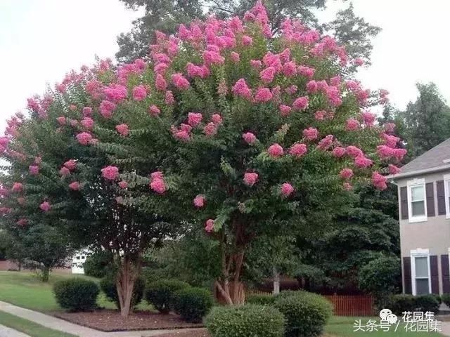 庭院设计中常用的绿化景观树 庭院设计中常用的绿化景观树