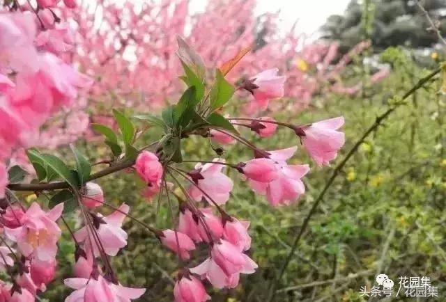 庭院设计中常用的绿化景观树 庭院设计中常用的绿化景观树