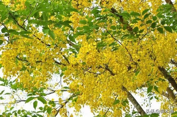 这些漂亮的绿化树种,哪一种最被看好? 这些漂亮的绿化树种,哪一种最被看好?