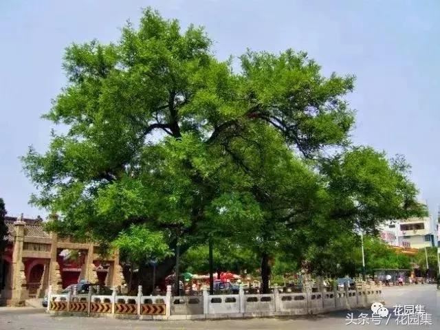 庭院设计中常用的绿化景观树 庭院设计中常用的绿化景观树