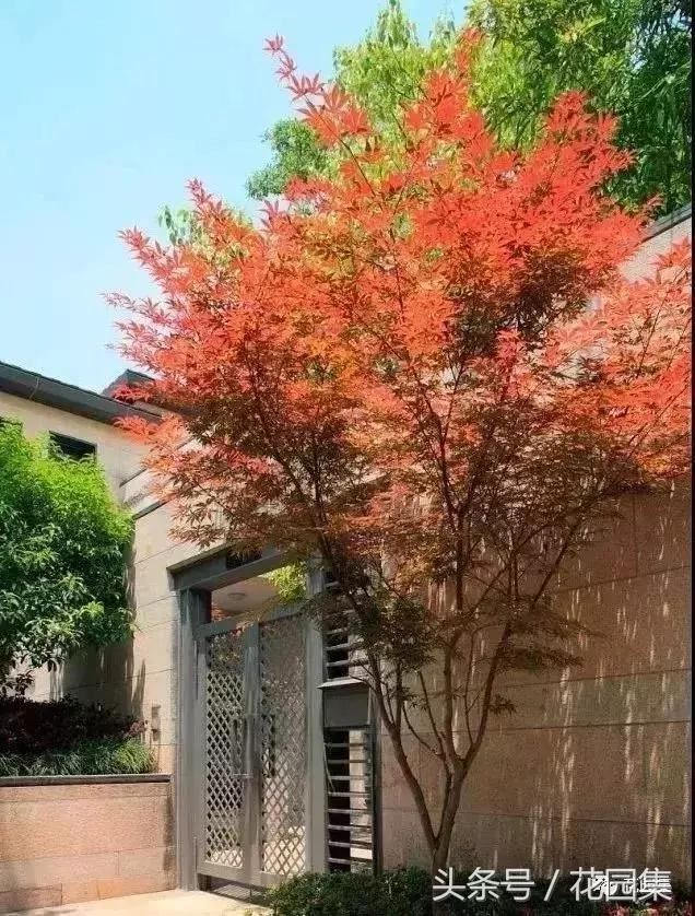 庭院设计中常用的绿化景观树 庭院设计中常用的绿化景观树