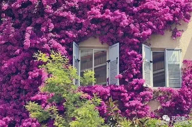 庭院设计中常用的绿化景观树 庭院设计中常用的绿化景观树