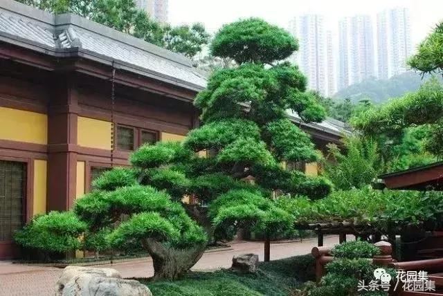 庭院设计中常用的绿化景观树 庭院设计中常用的绿化景观树