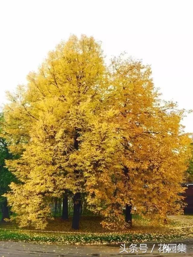 庭院设计中常用的绿化景观树 庭院设计中常用的绿化景观树