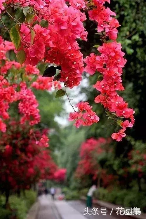 庭院设计中常用的绿化景观树 庭院设计中常用的绿化景观树