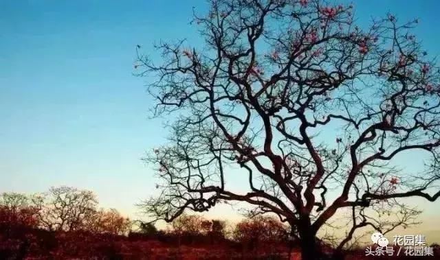 庭院设计中常用的绿化景观树 庭院设计中常用的绿化景观树