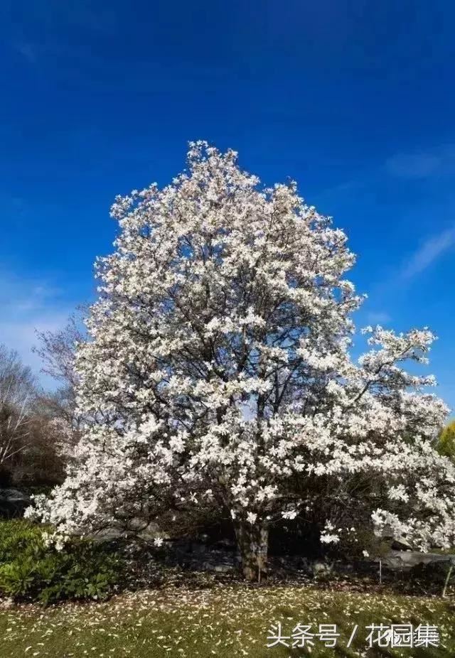 庭院设计中常用的绿化景观树 庭院设计中常用的绿化景观树