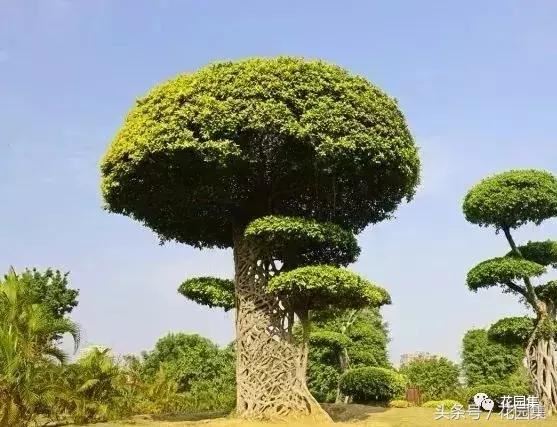 庭院设计中常用的绿化景观树 庭院设计中常用的绿化景观树