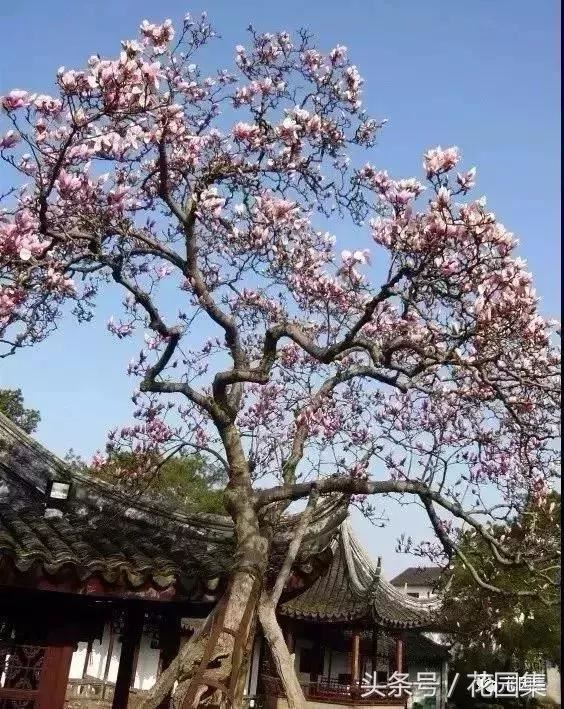 庭院设计中常用的绿化景观树 庭院设计中常用的绿化景观树