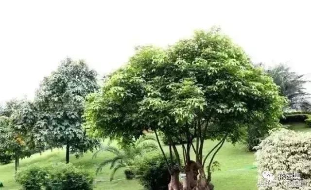 庭院设计中常用的绿化景观树 庭院设计中常用的绿化景观树