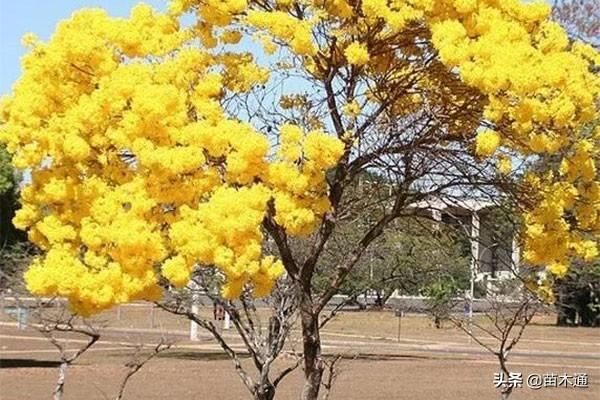 这些漂亮的绿化树种,哪一种最被看好? 这些漂亮的绿化树种,哪一种最被看好?