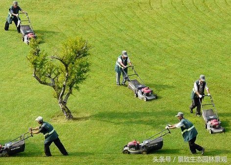 园林景观绿化养护标准和要点篇-含12个月养护方案 园林景观绿化养护标准和要点篇-含12个月养护方案