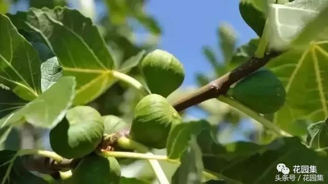 庭院设计中常用的绿化景观树 庭院设计中常用的绿化景观树