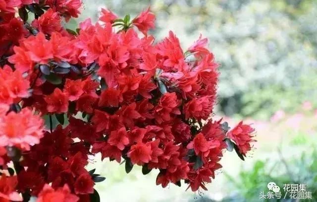 庭院设计中常用的绿化景观树 庭院设计中常用的绿化景观树