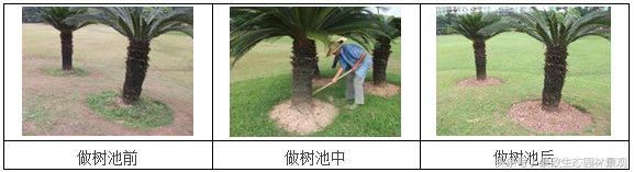 园林景观绿化养护标准和要点篇-含12个月养护方案 园林景观绿化养护标准和要点篇-含12个月养护方案