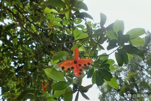 这些漂亮的绿化树种,哪一种最被看好? 这些漂亮的绿化树种,哪一种最被看好?