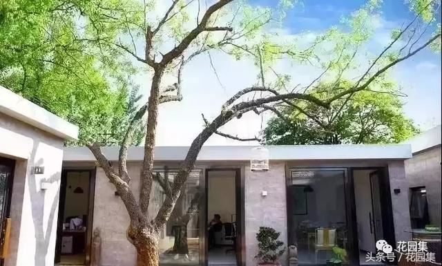 庭院设计中常用的绿化景观树 庭院设计中常用的绿化景观树