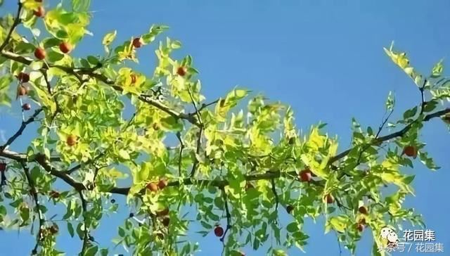 庭院设计中常用的绿化景观树 庭院设计中常用的绿化景观树