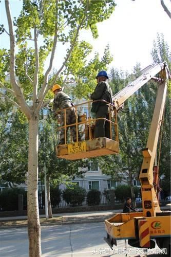 园林景观绿化养护标准和要点篇-含12个月养护方案 园林景观绿化养护标准和要点篇-含12个月养护方案