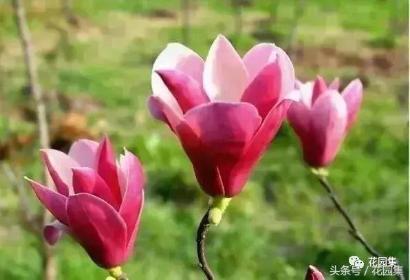 庭院设计中常用的绿化景观树 庭院设计中常用的绿化景观树