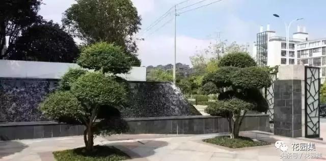 庭院设计中常用的绿化景观树 庭院设计中常用的绿化景观树