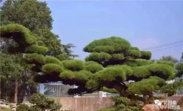 庭院设计中常用的绿化景观树 庭院设计中常用的绿化景观树