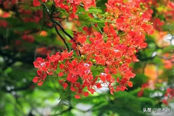 这些漂亮的绿化树种,哪一种最被看好? 这些漂亮的绿化树种,哪一种最被看好?